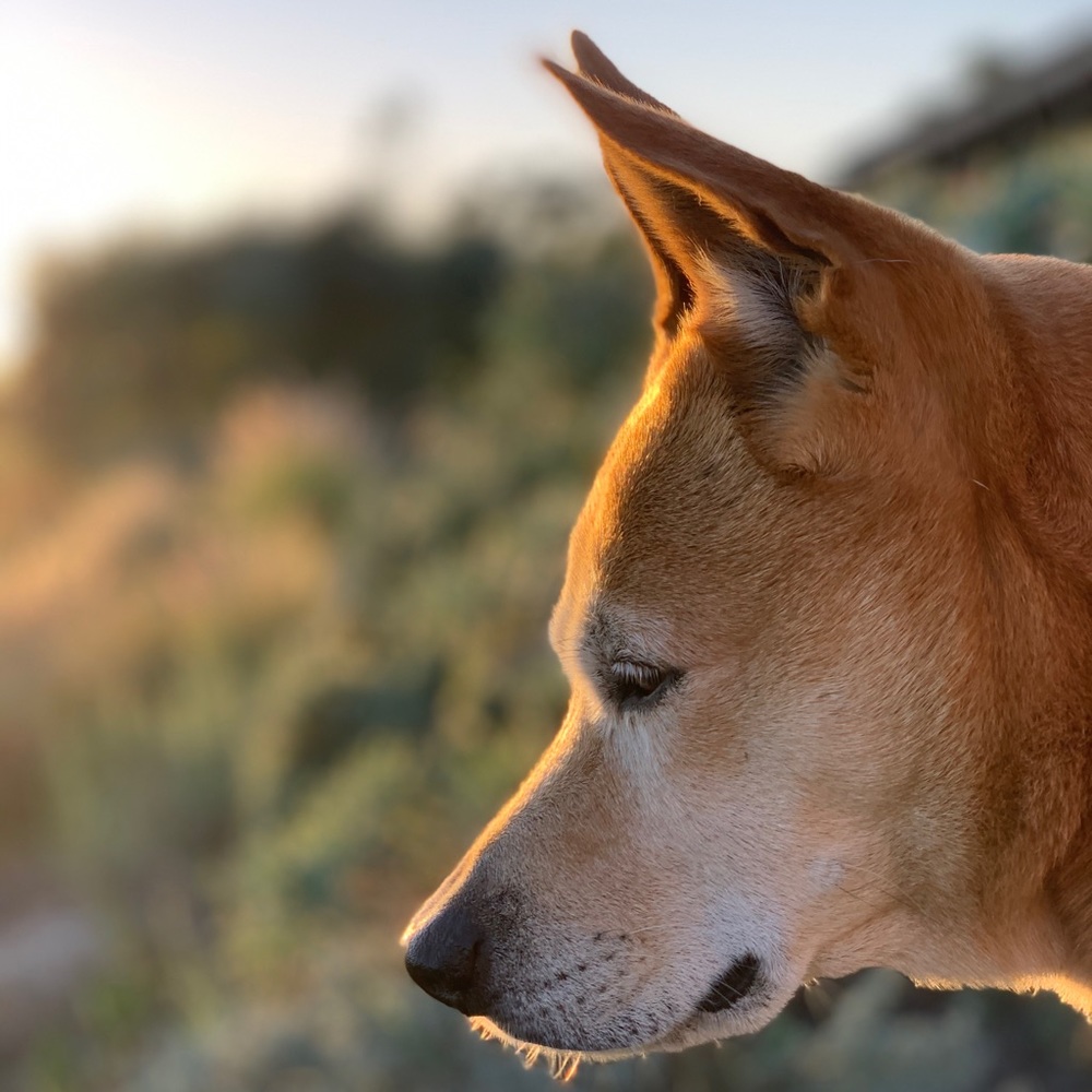 Meet your Posher, Jordan